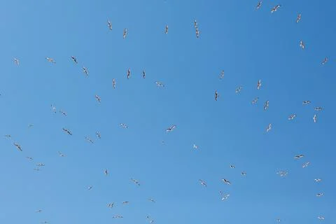 Clear blue sky filled with numerous flying birds. Birds soar freely, scatte.. Stock Photos