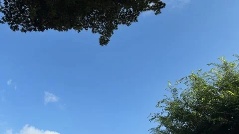 Clear Blue Sky Framed by Green Tree Branches with Natural Copy Space 스톡 동영상 342343756
