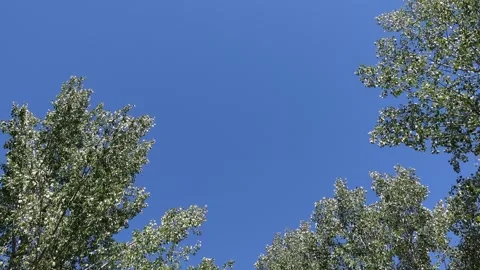 Clear blue sky framed by the treetops Stock Footage 285949635