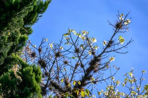 Clear blue sky frames tree branches with sparse leaves Stock Photos