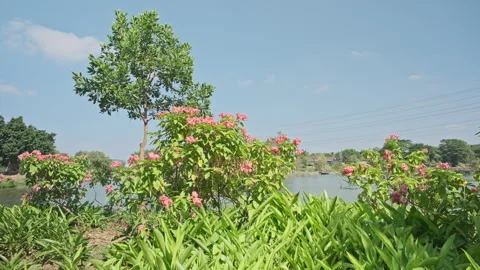 Clear Blue Sky: Lakeside Tree and Floral Foliage in Peaceful Landscape Stock Footage 320821026