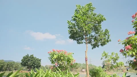 Clear Blue Sky: Lakeside Tree and Floral Foliage in Peaceful Landscape Stock Footage 320821129