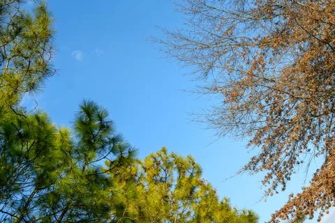 Clear blue sky meets tree branches in warm autumn light Stock Photos