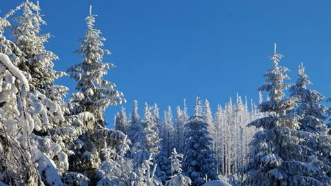 Clear Blue Sky Over Winter Pine Tops With Distant Crows Stock Footage 336498024