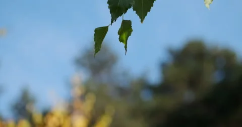 Clear blue sky in the park. Close up view at green leaves in the park in 4k Stock Footage 144744482