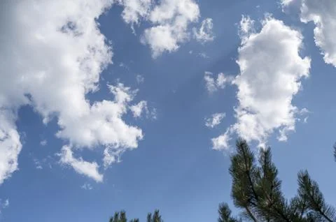 Clear blue sky with thin clouds above a row of young pine treetops. Natural Stock Photos