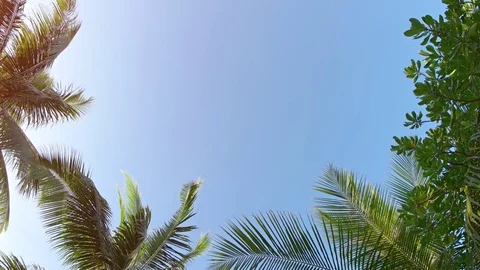 Clear Blue Sky through Palm Fronds in the Maldives 스톡 동영상 80562905