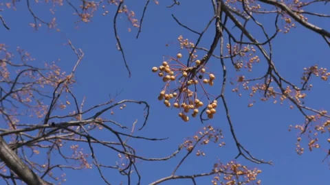 Clear blue sky through tree branches Stock Footage 105498240