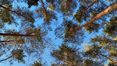 Clear blue sky through the trunks and branches of conifers tall trees Stock Footage 151349174