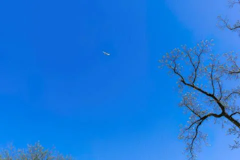 Clear blue sky with a tree and a bird flying high Stock-Fotos