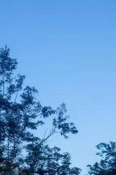 Clear Blue Sky with Tree Branches Fotos Stock