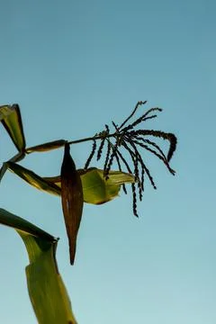 Clear blue sky with white cloud above and a dead corn tree Stock Photos