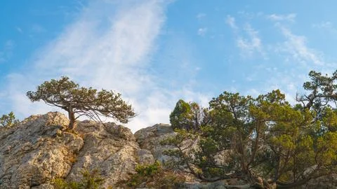 Clear blue sky with wispy clouds above rocky cliff. Small, gnarled trees grow Fotos Stock