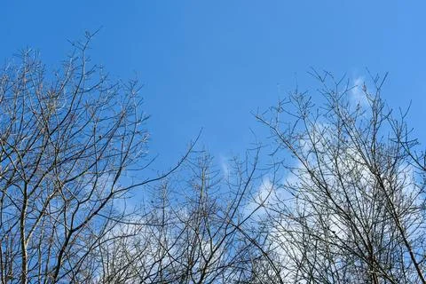 Clear blue sky with wispy clouds above bare tree branches Stock Photos