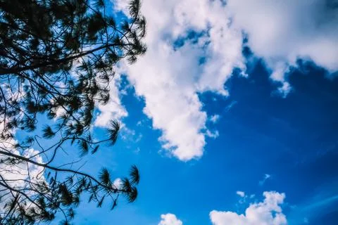 Clear blue sky with wood stalk Stock Photos