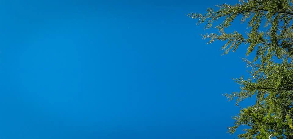 Clear blue summer sky with beech tree branches framing one side of the image, Stock Photos