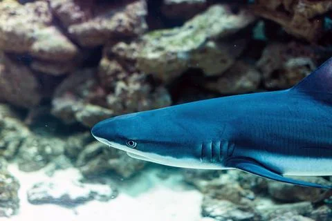 Clear blue underwater scene featuring a gliding shark with striped pattern,.. Stock Photos