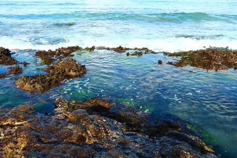 Clear Blue Water Flowing Over Rocky Shoreline With Seaweed And Moss At The .. Stock Photos