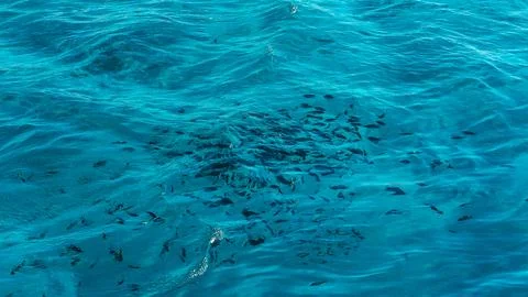 A clear blue water surface captures the deep texture of ripple waves and liquid  스톡 사진
