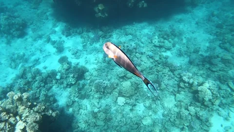 Clear blue water surrounds vibrant coral reef Stock Footage 336199063