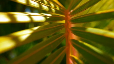 Clear to blur Stock Footage 107281975