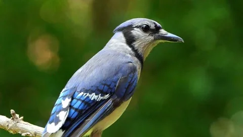 Clear, bright, beautiful slow-motion extreme close-up profile of a blue jay 動画素材 157410480