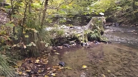 Clear brook and crystal clear creek in a green forest as beautiful scenery Stock Footage 141809630