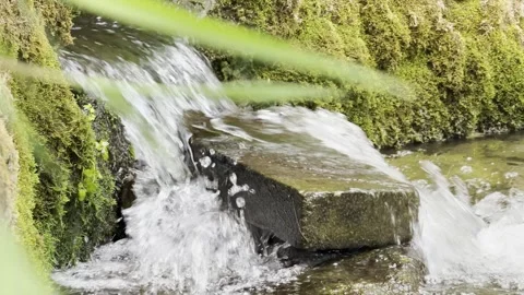 Clear brook splashing down steps close up Vídeos de archivo 335541331