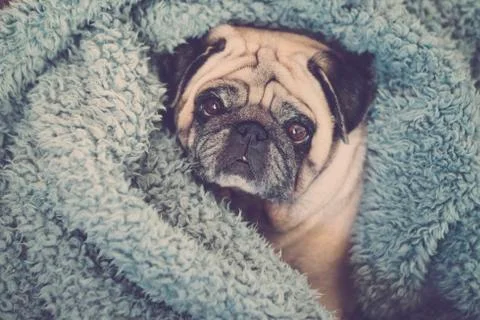 Clear brown pug with intense expression looking a tyou Stock Photos