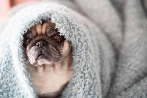 Clear brown pug with intense expression looking a tyou Foto stock