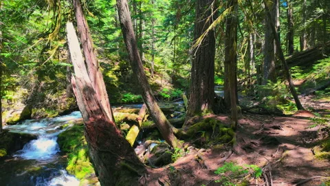 Clear Cascading Waterfall in Lush Green Forest Stock Footage 294486364