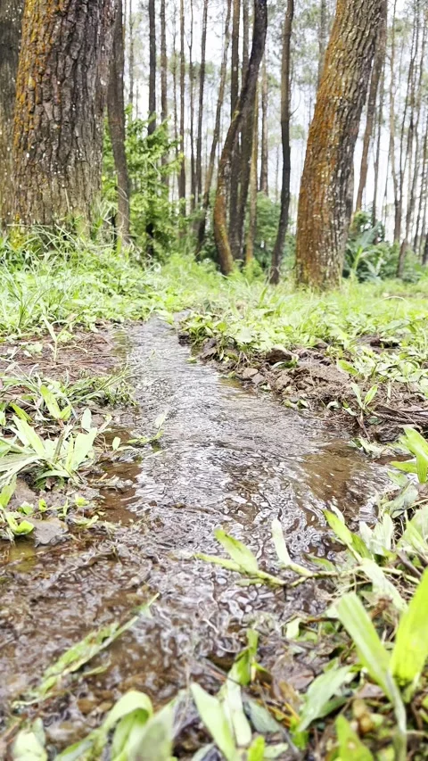 A clear, clean stream amidst a pine forest. Stock Footage 339074899
