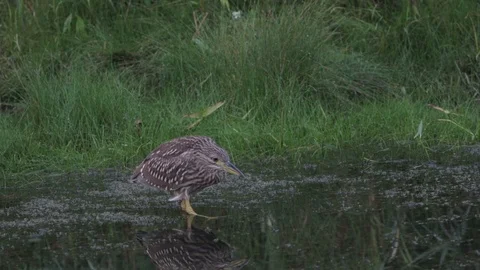 Clear close up of a night heron walking Away 動画素材 114565727