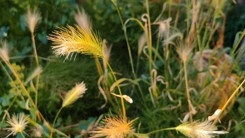 Clear close shot of Spike Grass (Distichlis spicata). Stock Footage 202174913