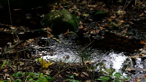 Clear cool creak in forest shadow Stock Footage 131709137