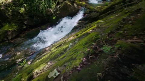 Clear creek flowing through a lush green forest Видео 333750059