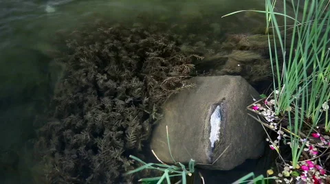 Clear creek Video stock 753231