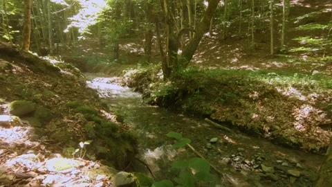 A clear creek in a forrest Stock Footage