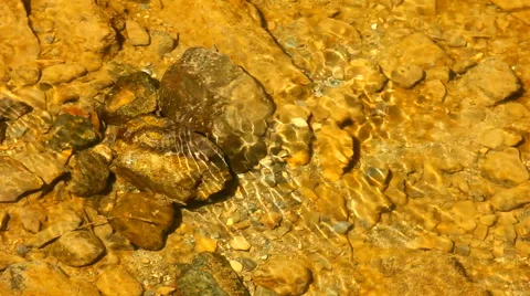 Clear creek water Stock Footage 40906639