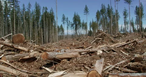Clear cut field comes into focus with slash debris Stock Footage 262923984