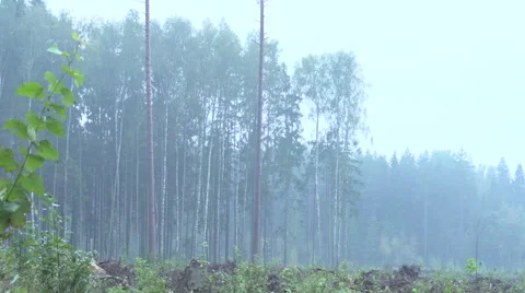 Clear cut in forest 2 Stock Footage 47654329