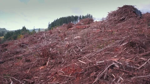 Clear cut forest area full of slash Stock Footage 84224159