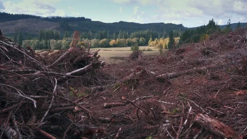 Clear cut forest area full of slash Stock Footage 84224177
