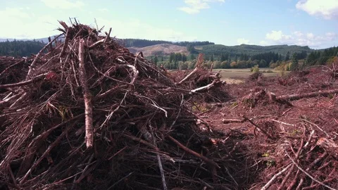 Clear cut forest area full of slash Stock Footage 84224185