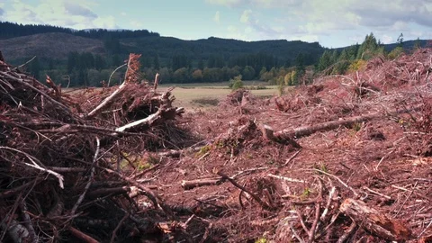 Clear cut forest area full of slash Stock Footage 84224190