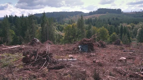 Clear cut forest area full of slash Stock Footage 84224300