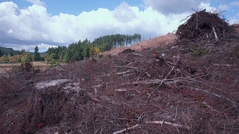 Clear cut forest area full of slash Stock Footage 84224340