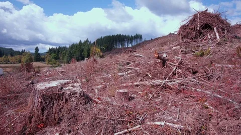 Clear cut forest area full of slash Stock Footage 84224345