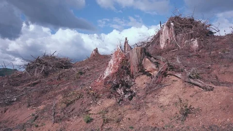 Clear cut forest area full of slash Stock Footage 84224362