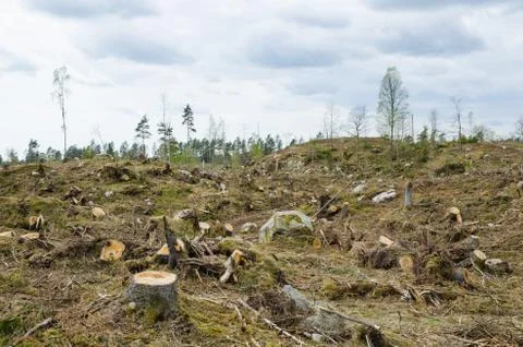 Clear cut forest area Stock Photos